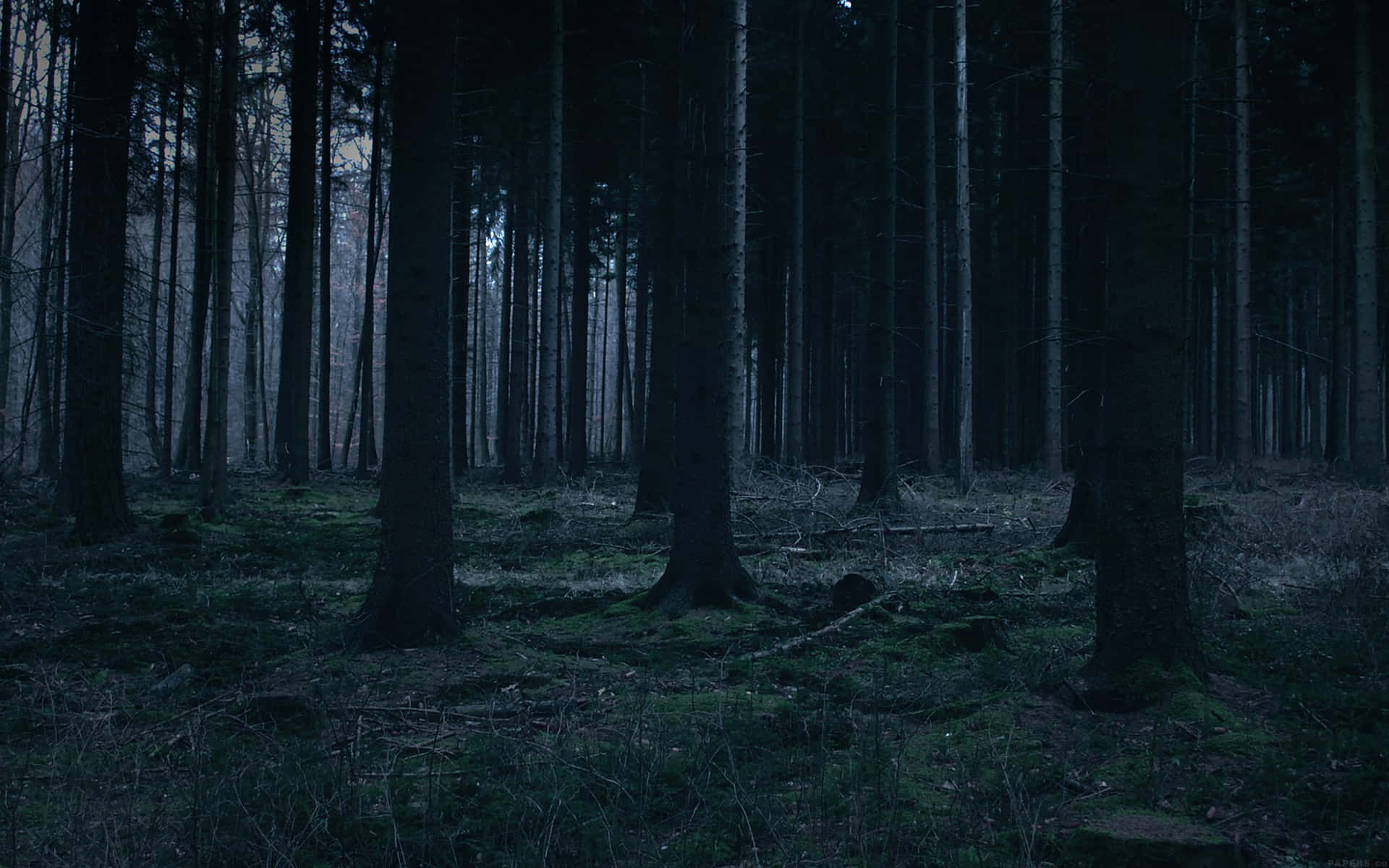 Dark Green Forest Wallpaper