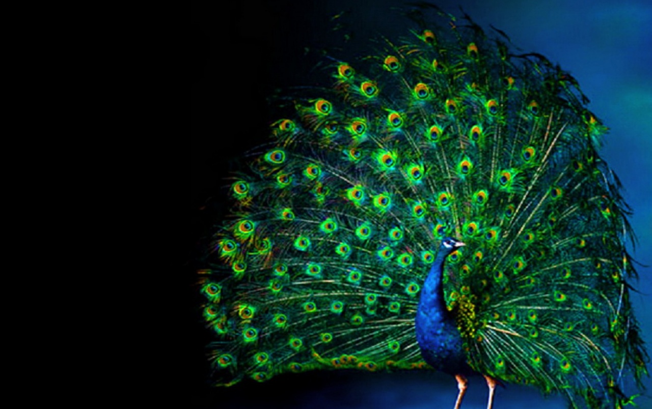 Peacock Luminous Feathering Wallpaper