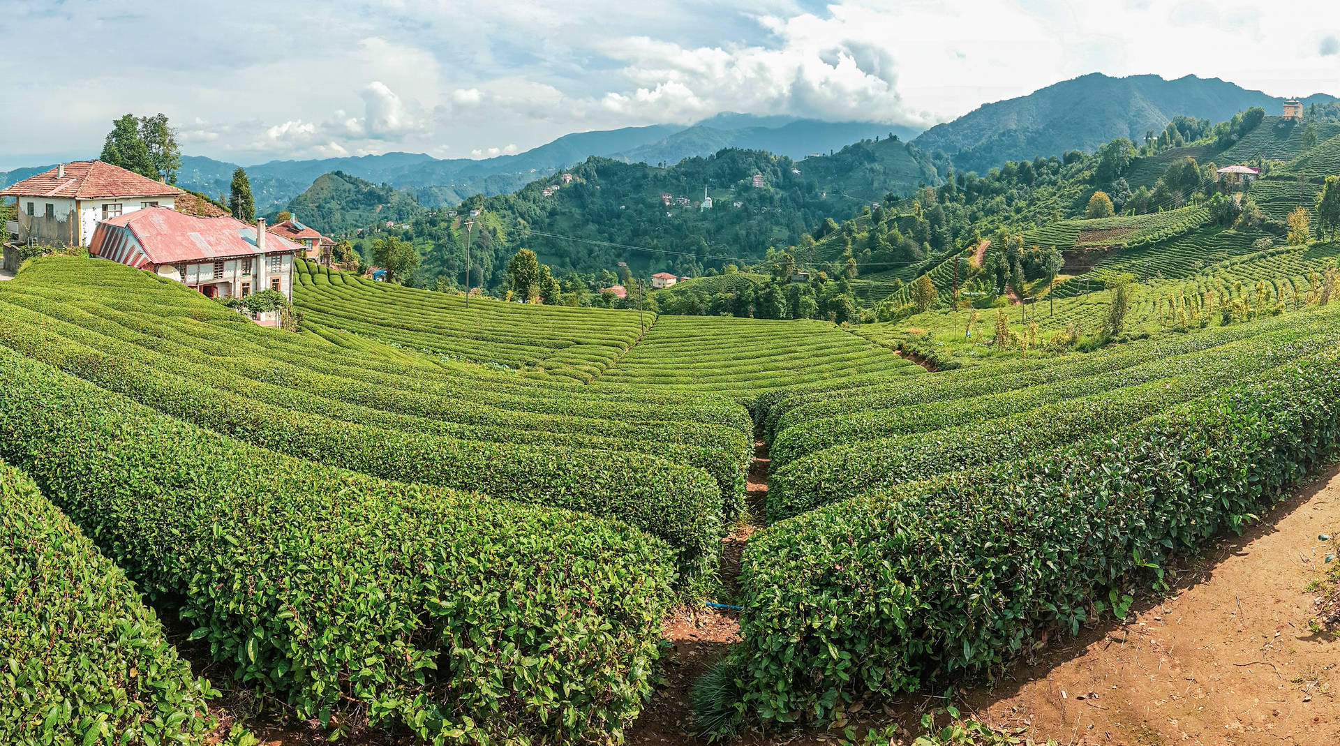 Tea Garden Wallpaper