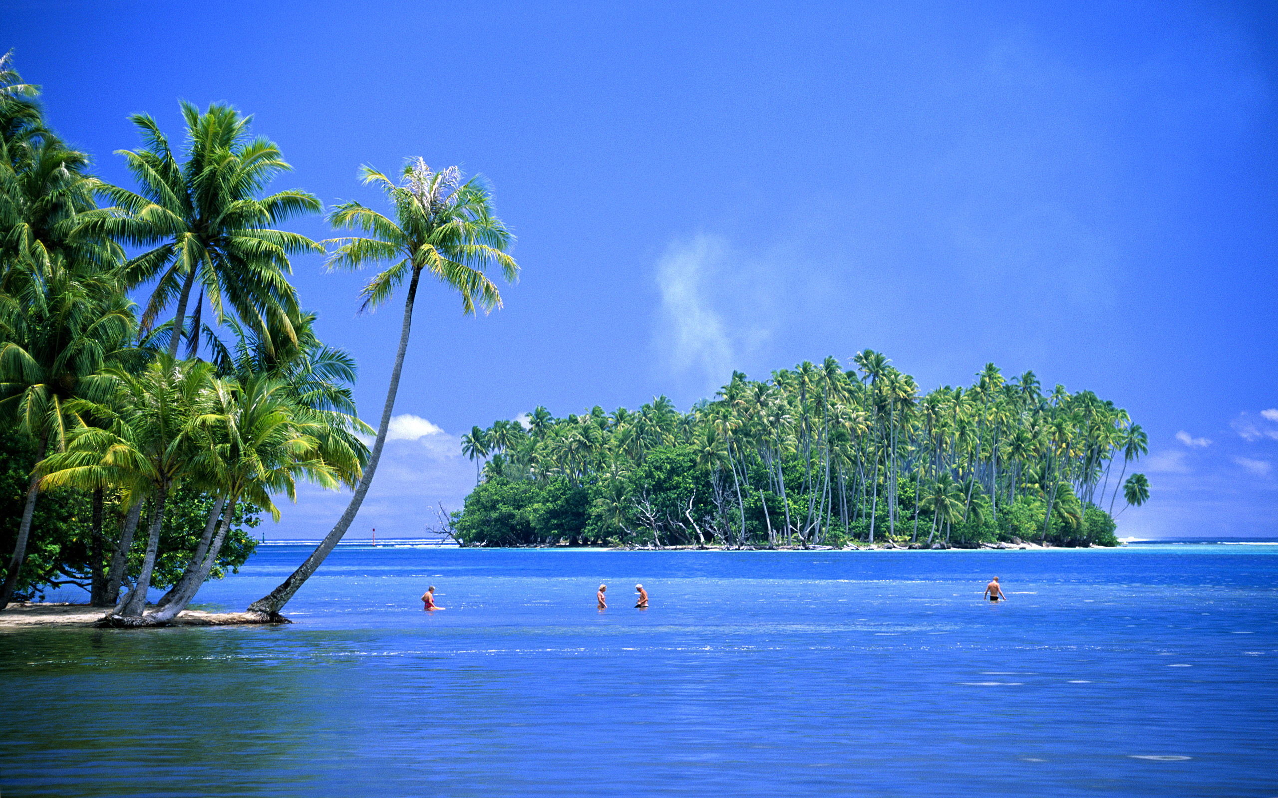 Tropical Paradise Desktop Background: Tranquil turquoise waters, swaying palm trees, and a lush green island create a serene desktop backdrop