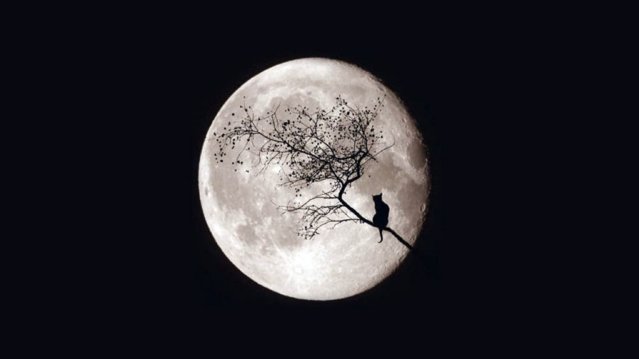 Moon night cat tree magic sky wallpaper 1920x1080 586855
