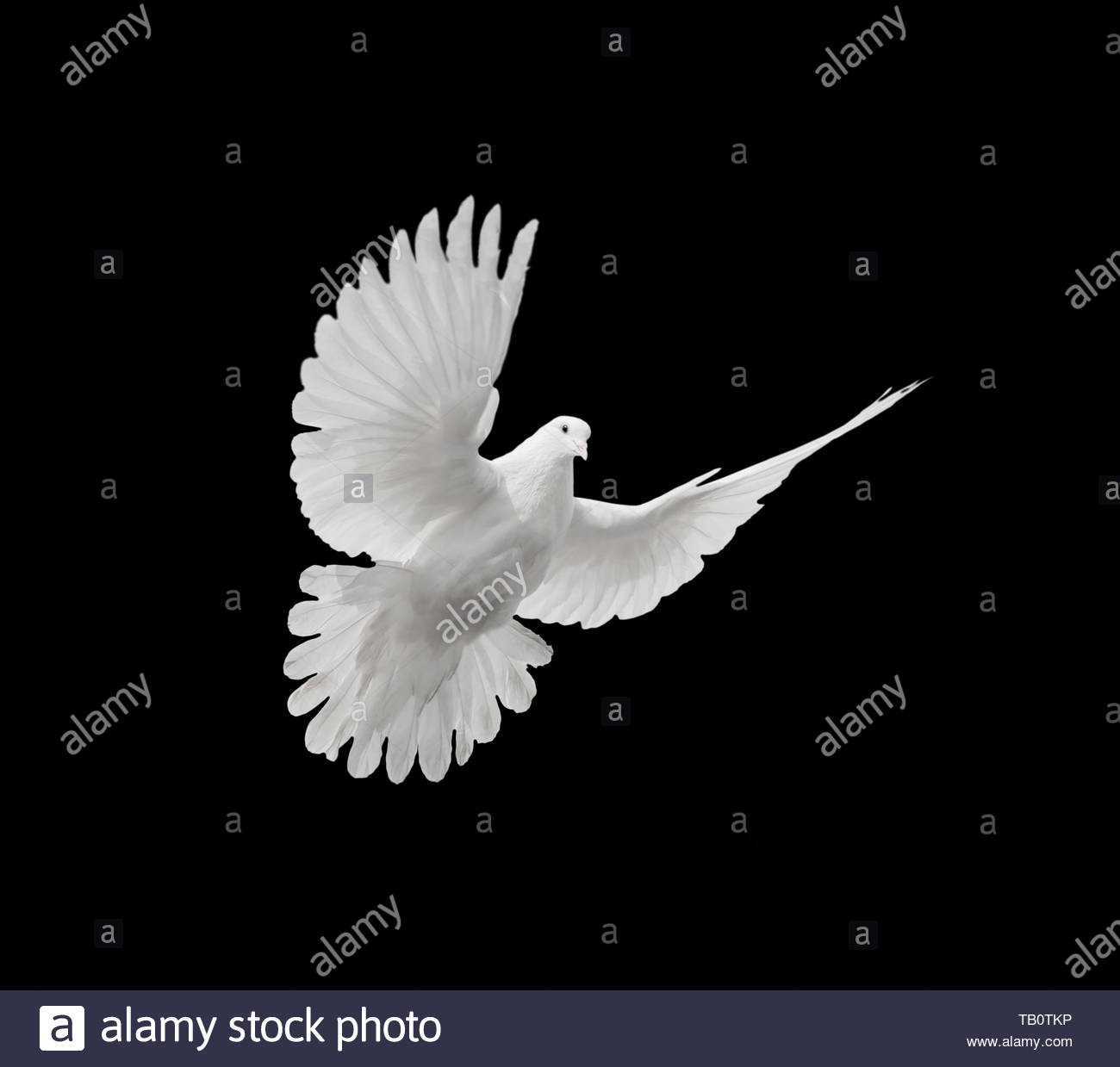 Flying White Dove Isolated On A Black Background Stock Photo