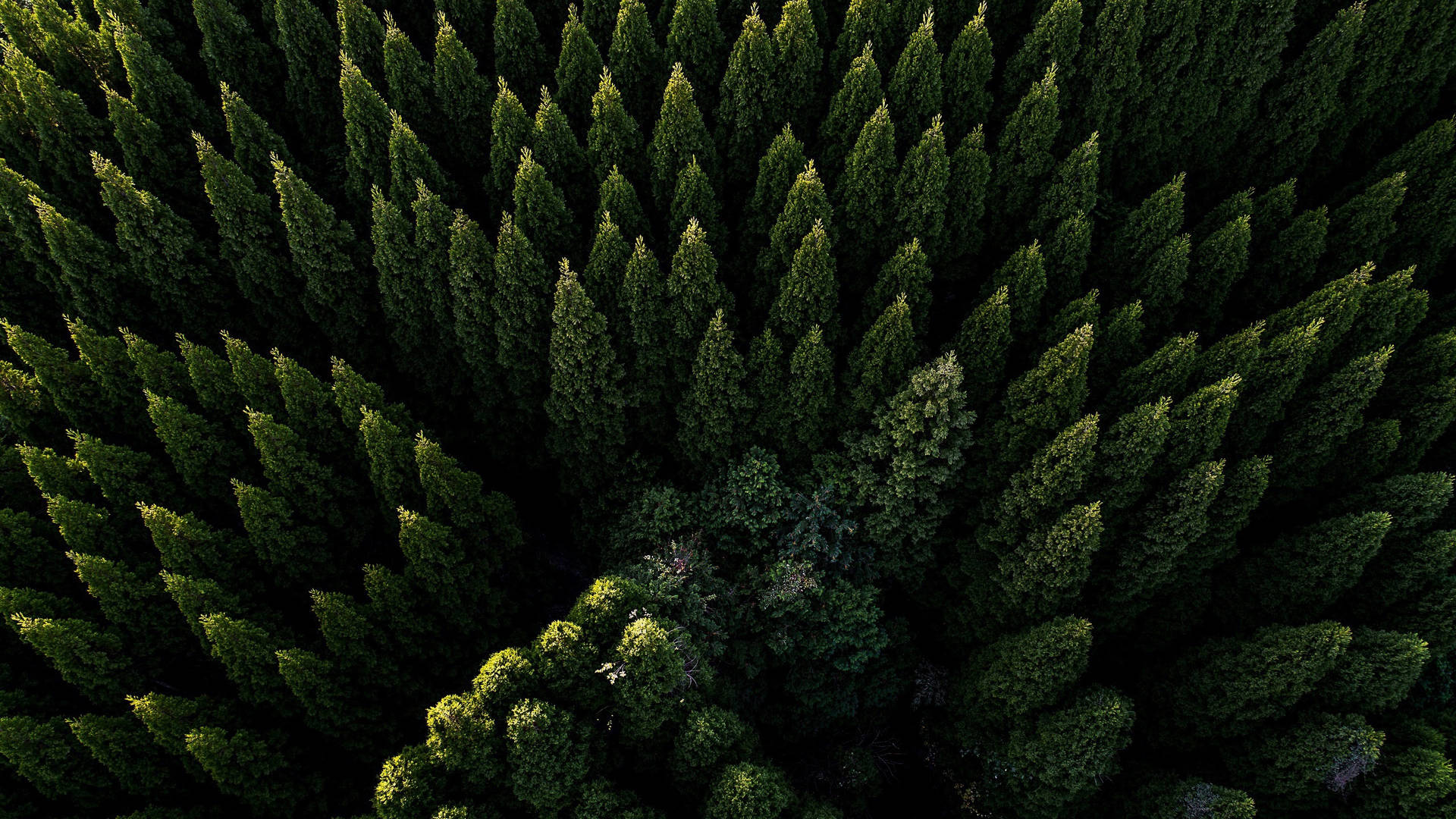 Forest Wallpaper