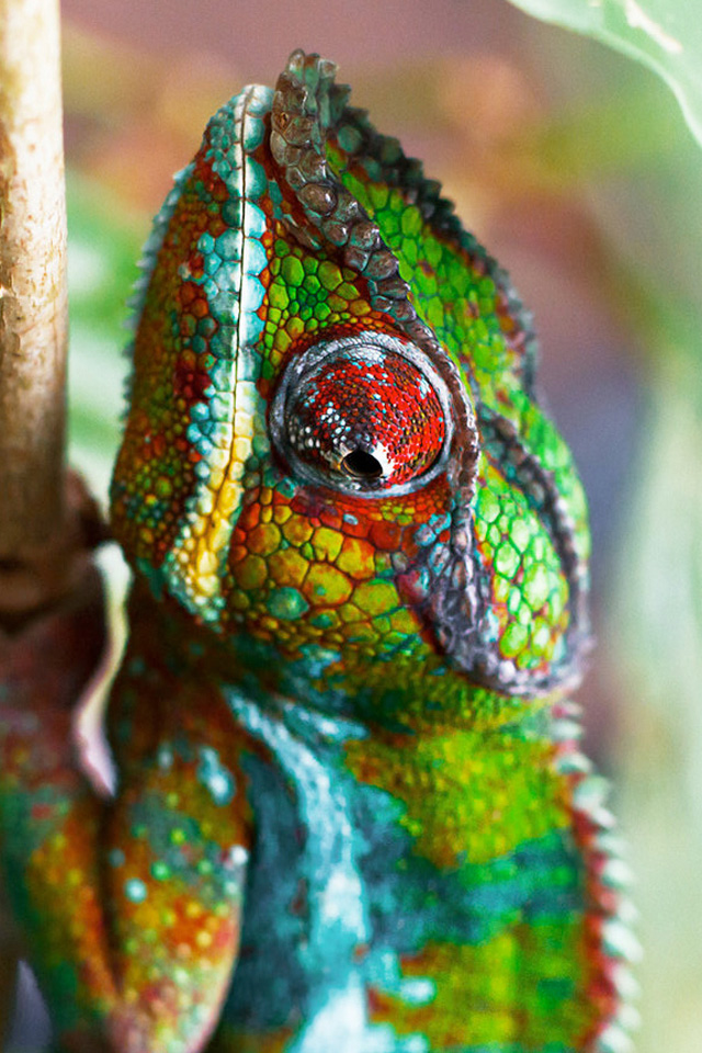 Chameleon iPhone Wallpaper HD