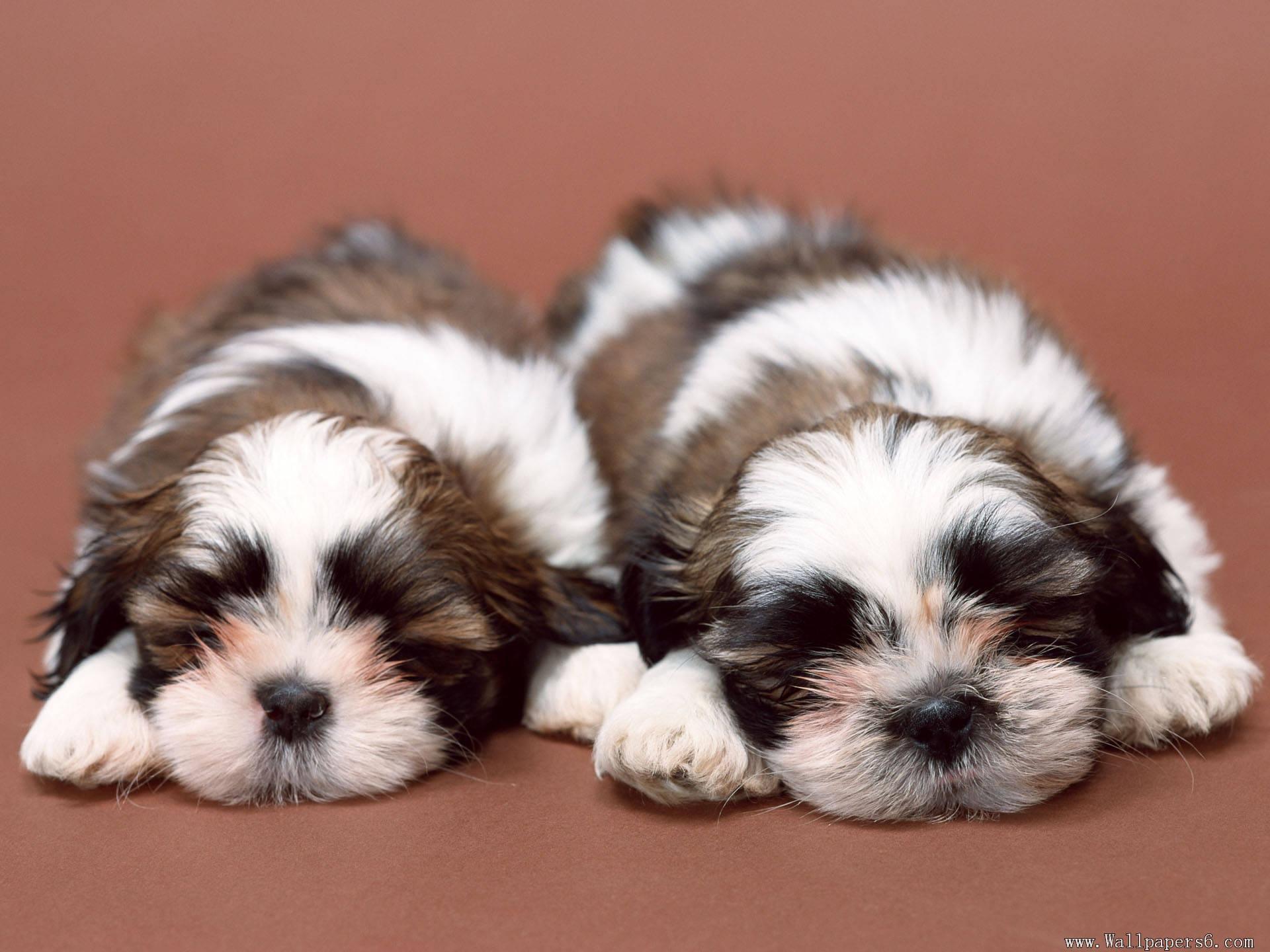 Cute Puppies Wallpaper HD Widescreen