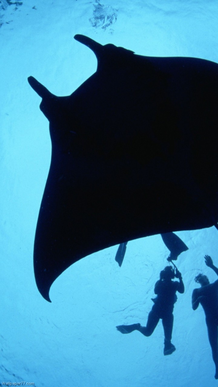 Manta Ray Sea Creature HD Wallpaper Mant