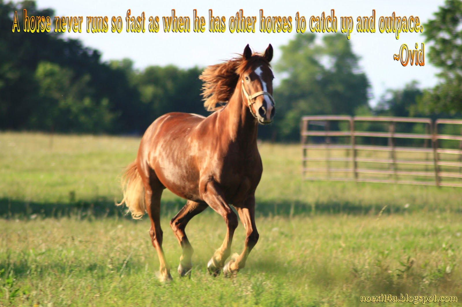 Horse Quotes Wallpaper Noexit4u