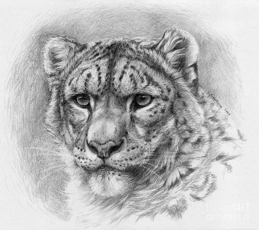 Pin Snow Leopard Print Wallpaper 1080p Puter