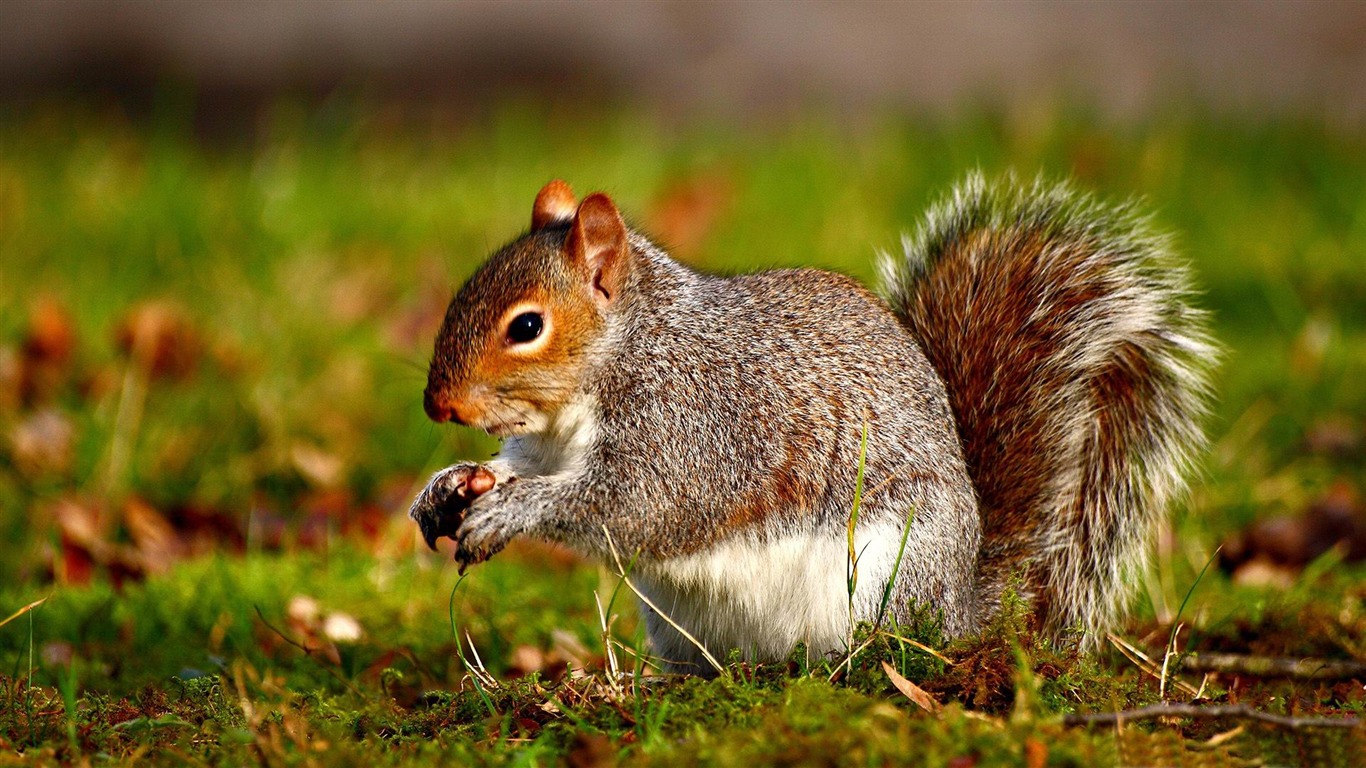 Squirrel Wild Animal HD Wallpaper