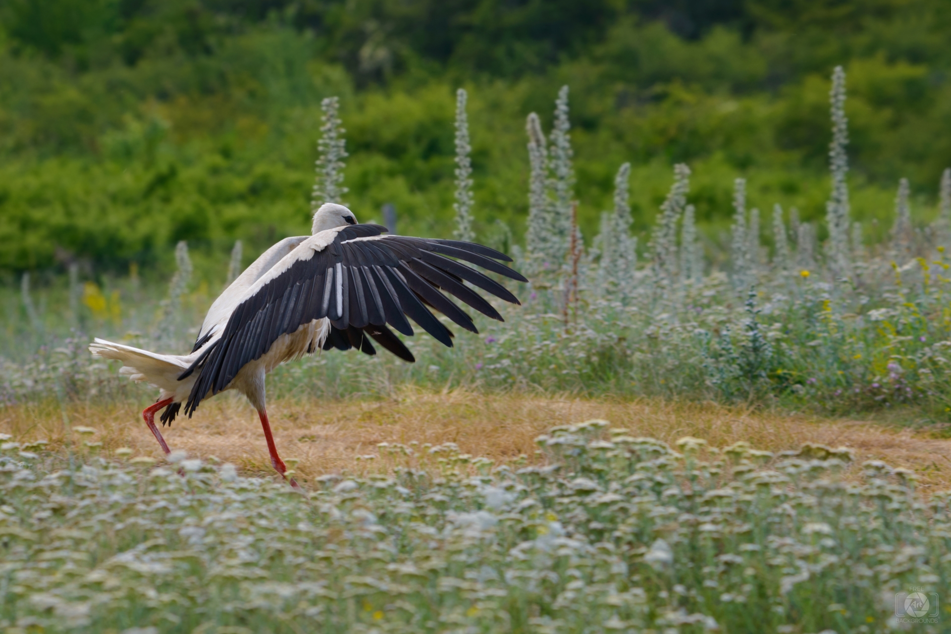 Landing White Stork Background   High quality Backgrounds 1920x1280