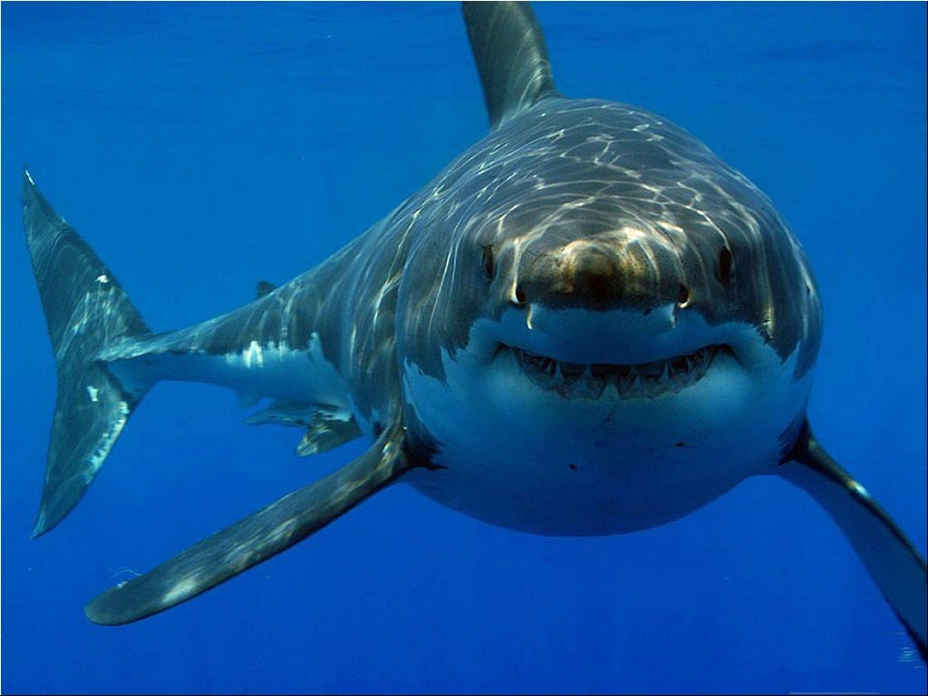 Great White Shark HD Wallpaper