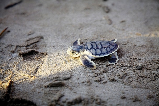 Baby Sea Turtle Release National Geographic Photo Contest