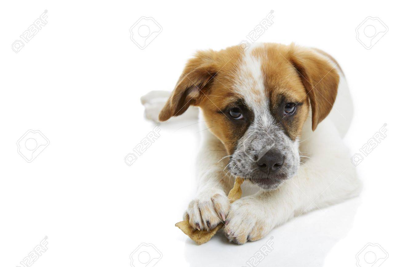 Free download Young Terrier Dog Eating Rawhide Treat Over White