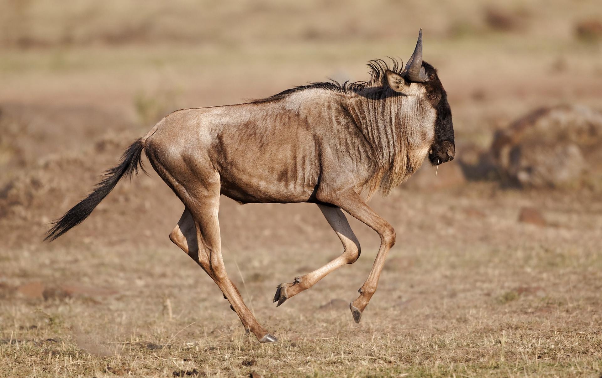 A wildebeest running across the African savanna
