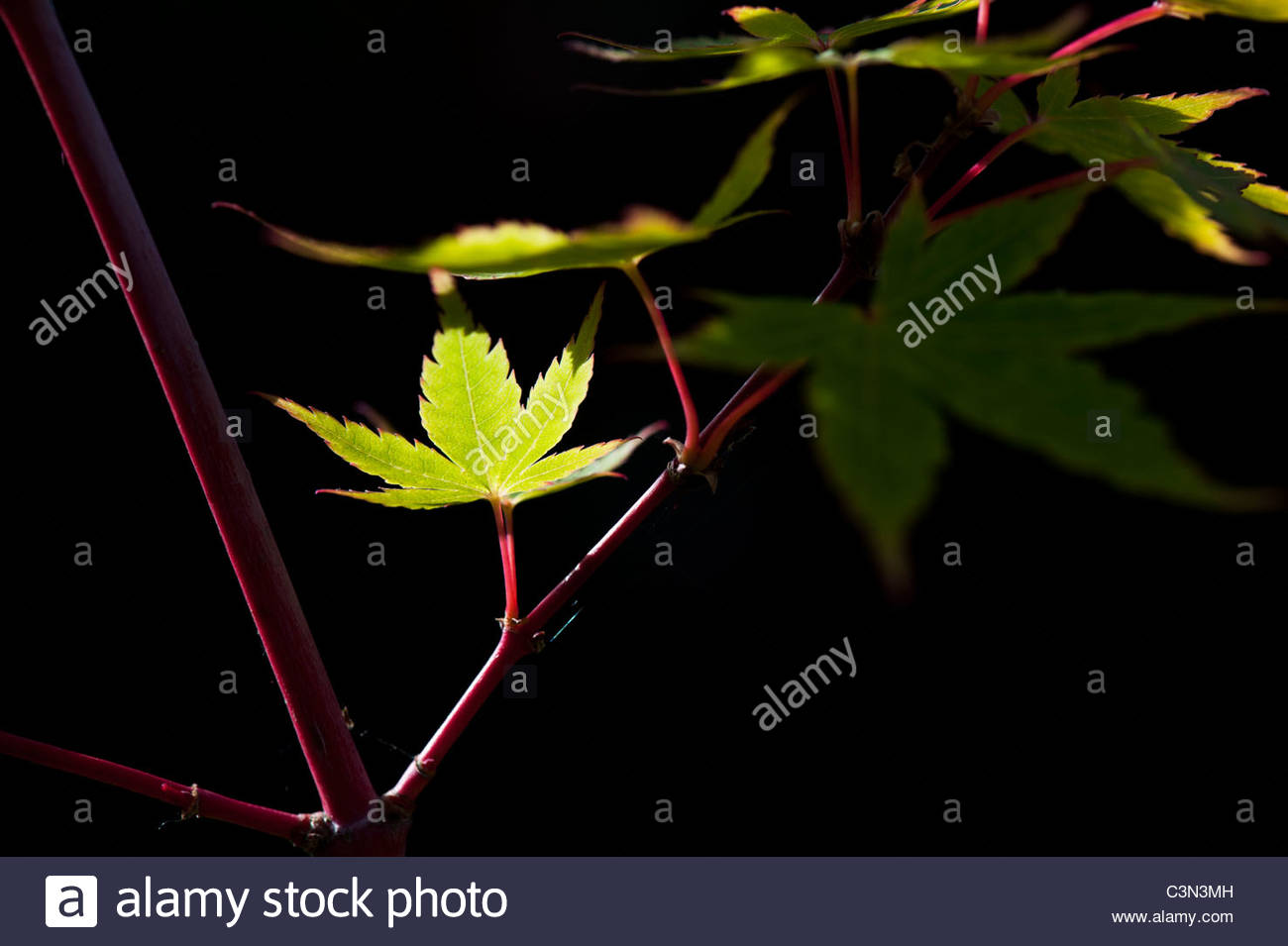 Free download Acer palmatum sango kaku Japanese Maple tree leaves