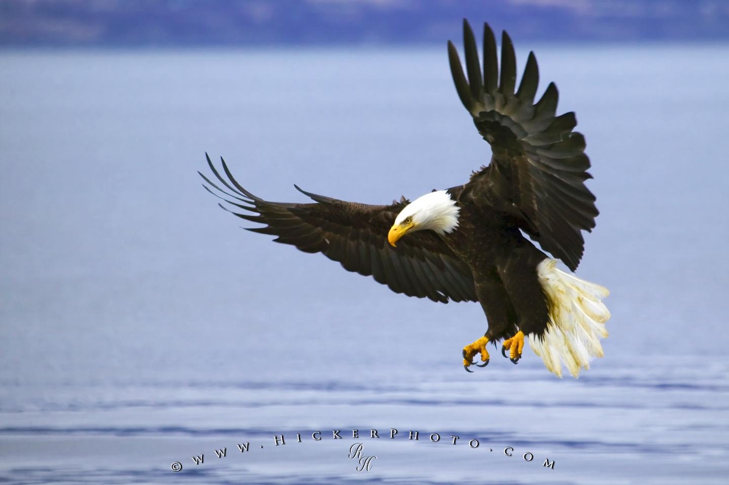 Puter Background A Large Adult Bald Eagle Is Seen Fishing