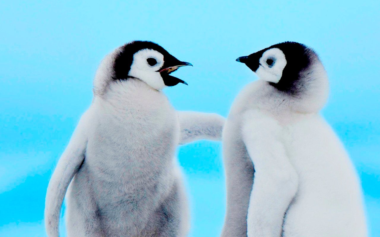 Free download 30 Cute and Beautiful Penguin Pictures [1280x800] for ... Cute Winter Penguin Wallpaper