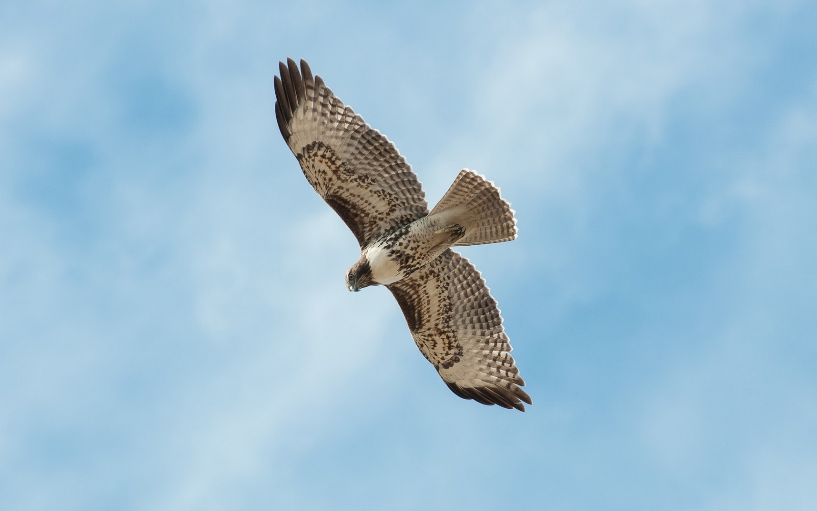 Wildlife Of The World Falcon Birds HD Wallpaper