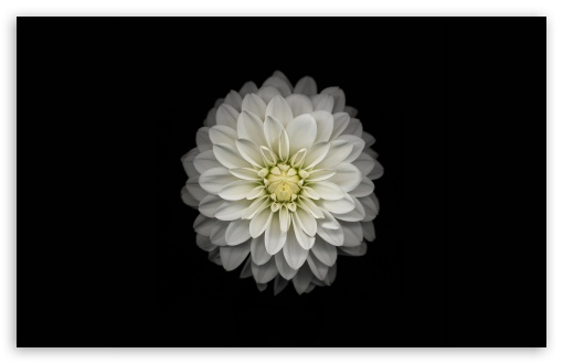 Apple Ios Flower HD Desktop Wallpaper Widescreen High Definition