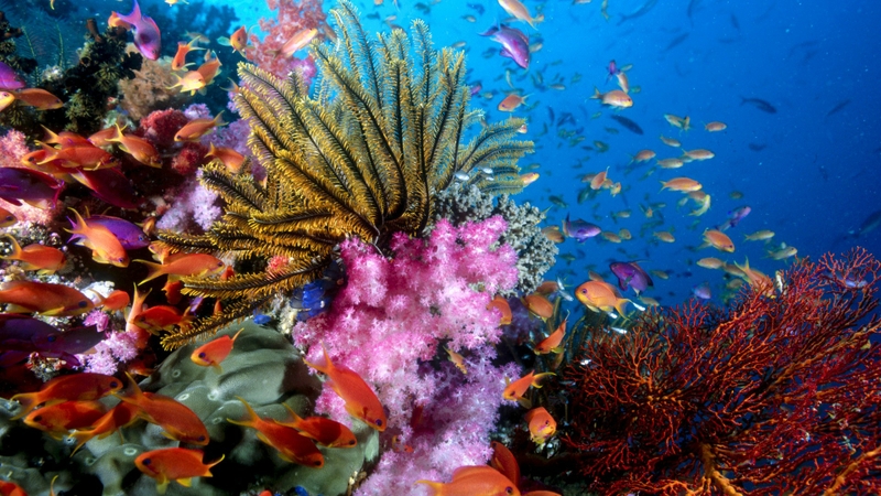 Coral Reef Wallpaper Animals Fish HD Desktop