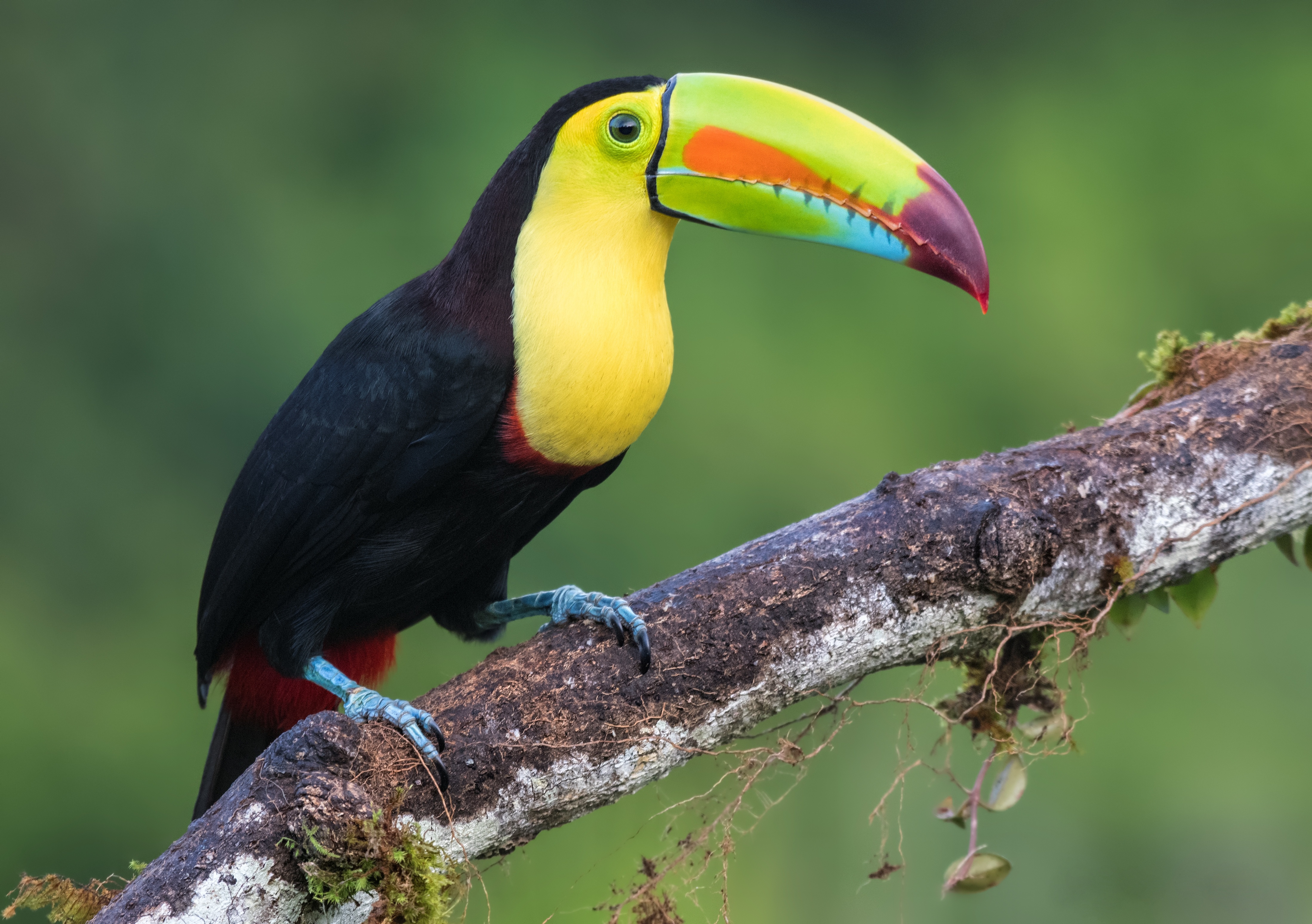 30 4K Toucan Wallpapers Background Images 4396x3099