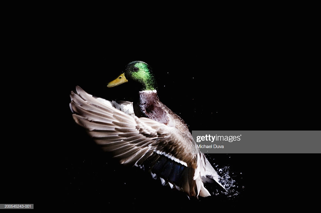 Mallard Duck Splashing Against Black Background Closeup Stock