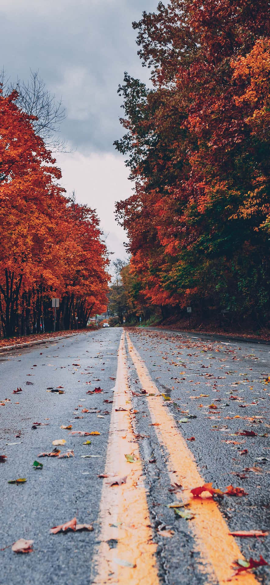 Enjoy The Beauty Of Nature During Perfect Fall Wallpaper