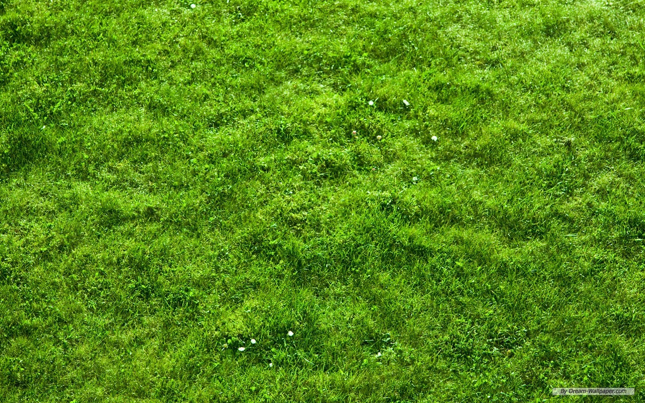 Wallpaper Nature Grass Football Pitches