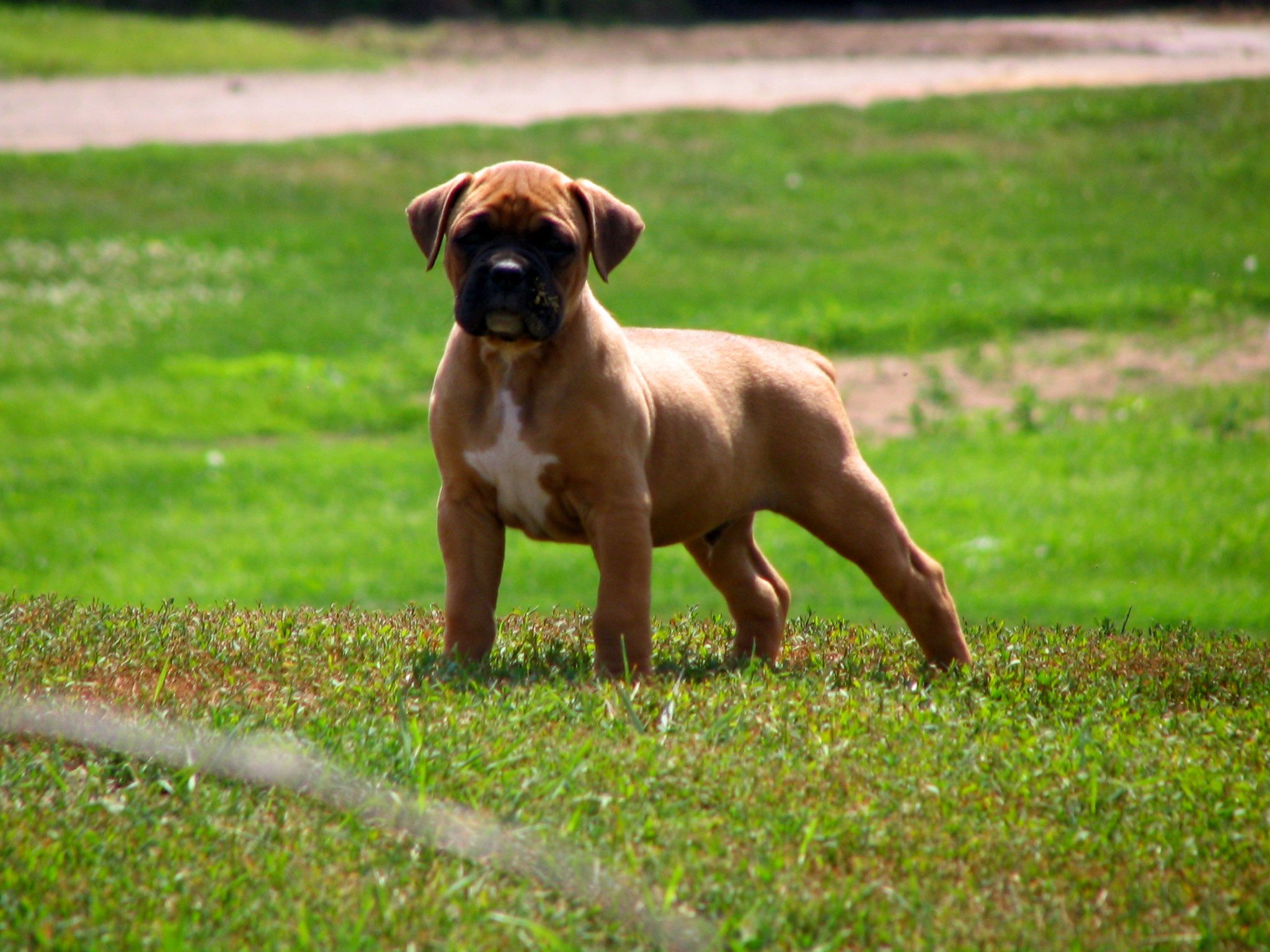 Muscular Boxer Puppy On Grass Wallpaper And Image