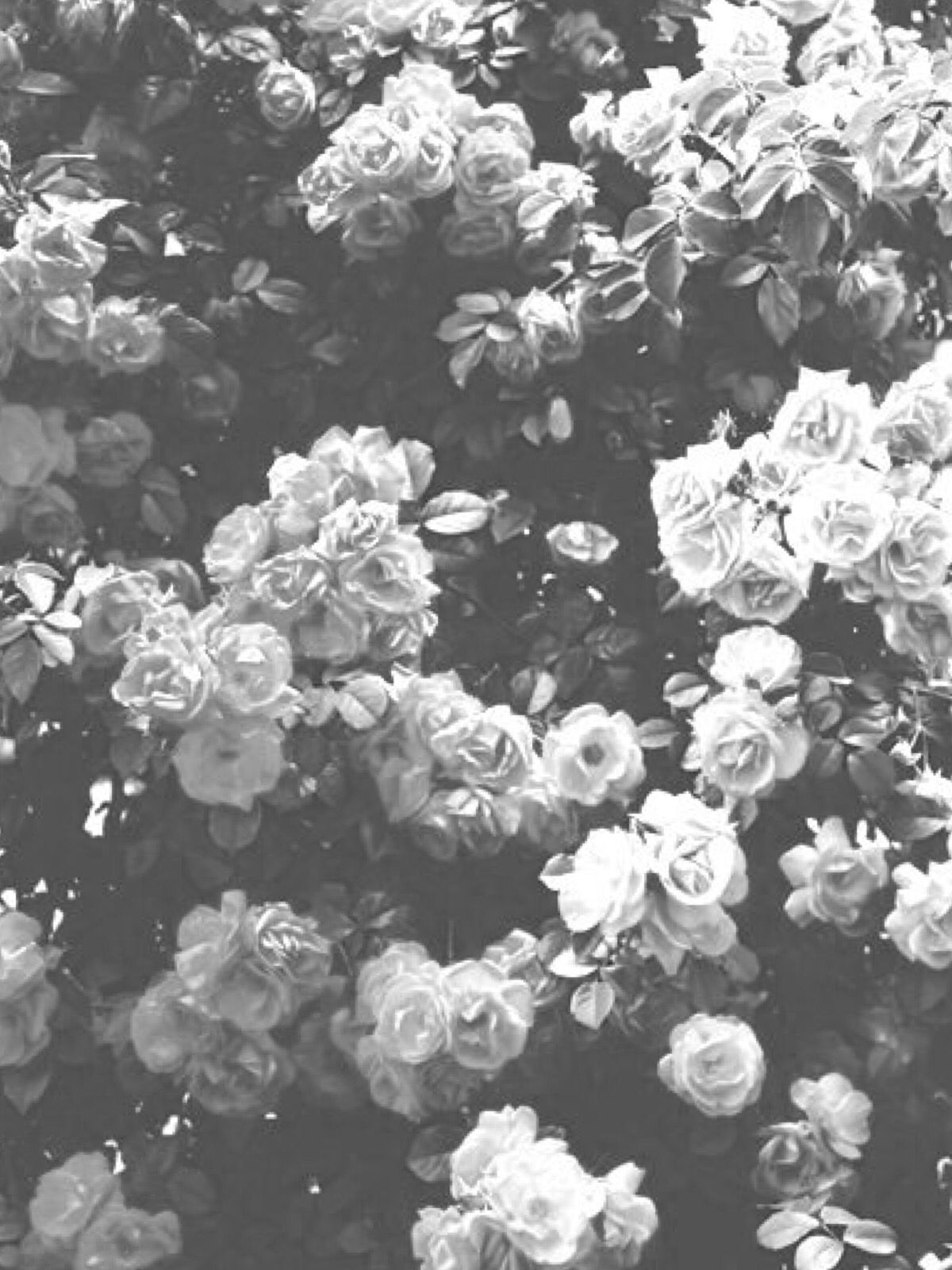 Black And White Flower Wallpaper Marieghansen