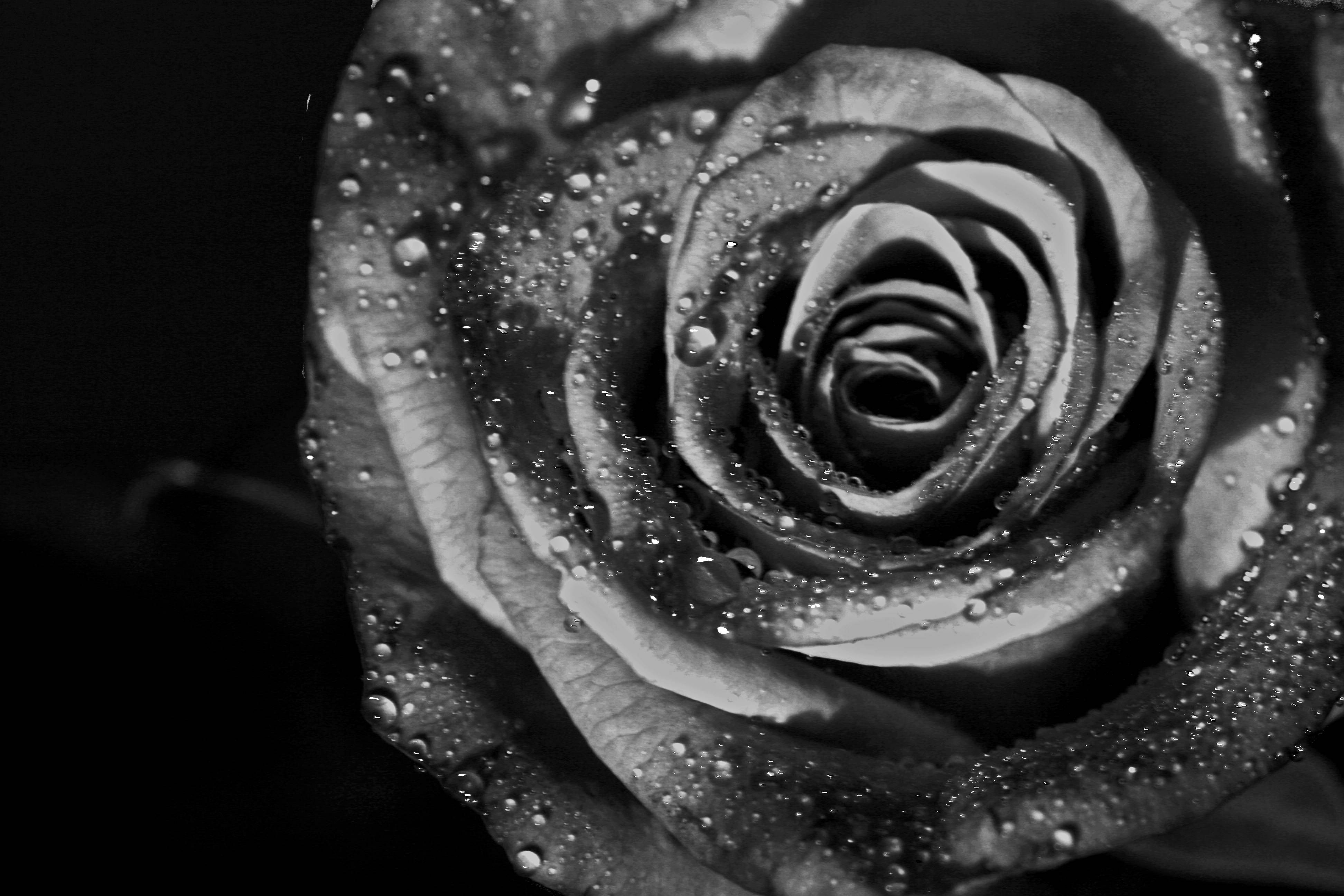Black And White Rose Wallpapers