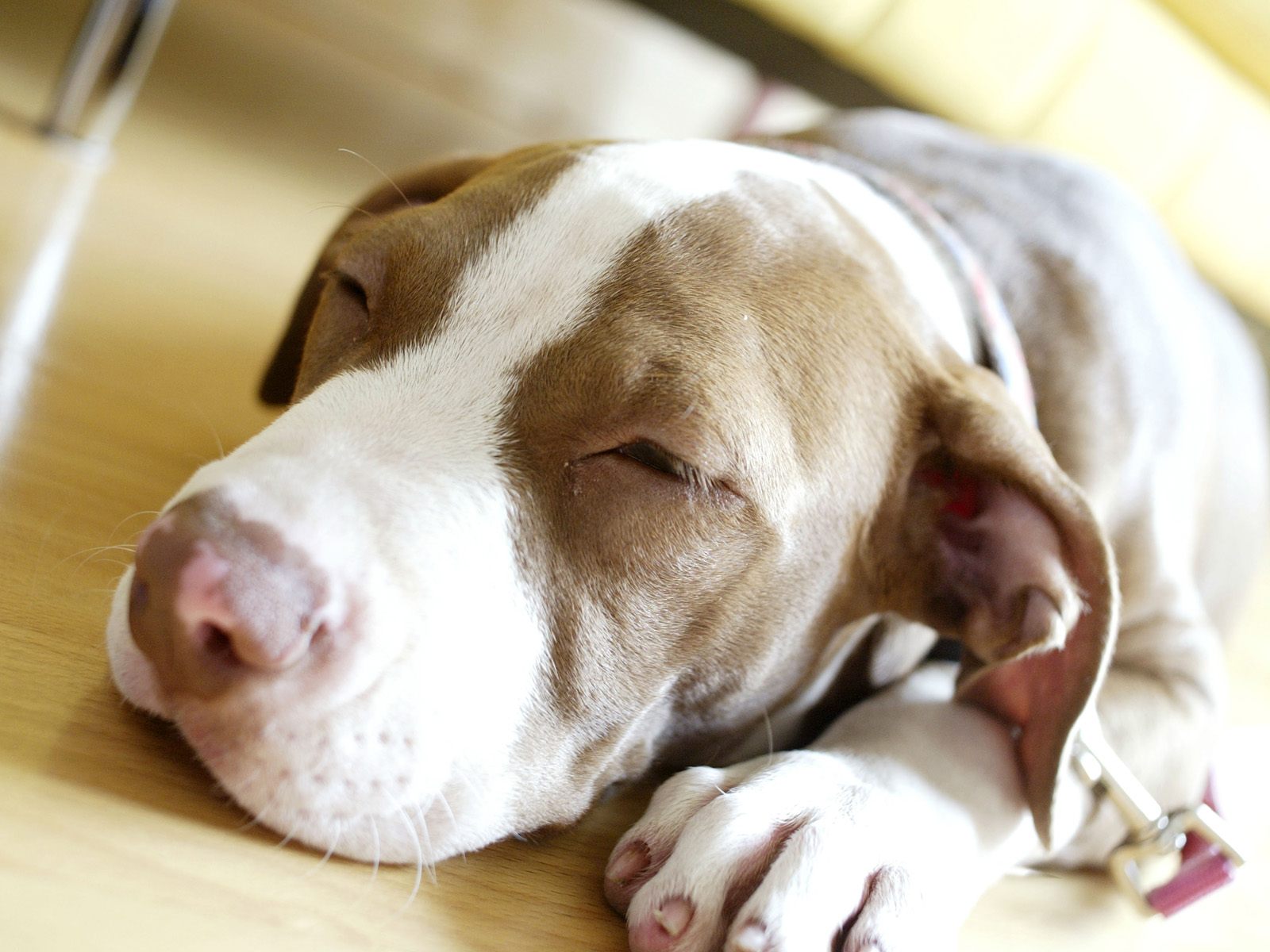 Pitbull Cute Dog HD Wallpaper Wallpapermine