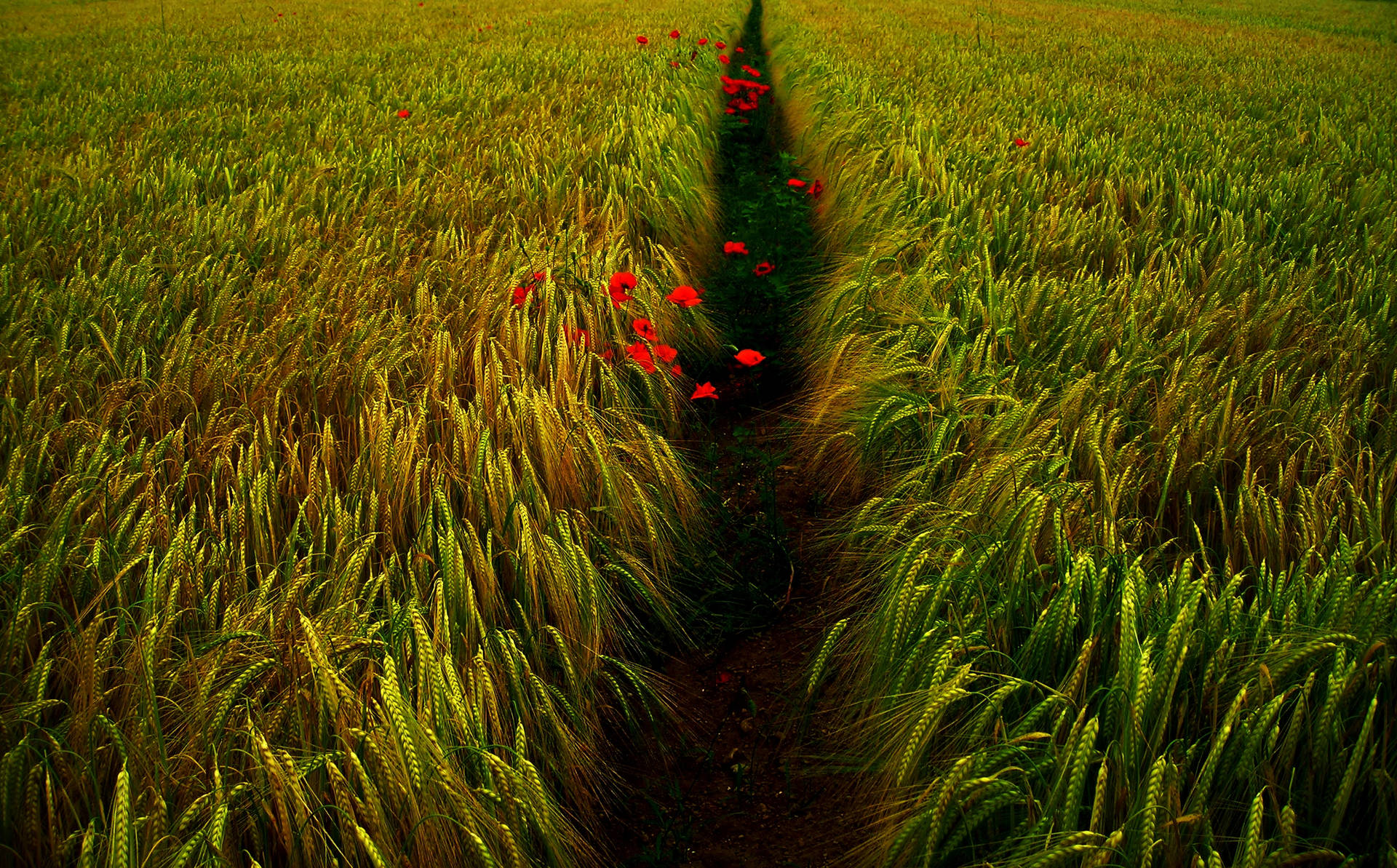Wheat Field Wallpaper