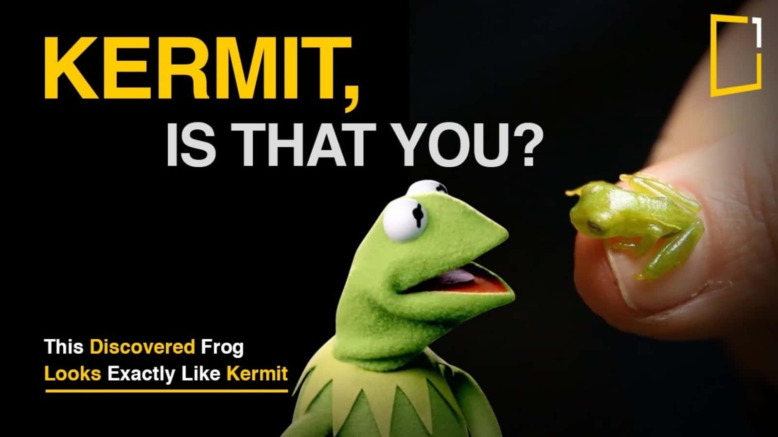 Funny Kermit Is That You Picture Wallpaper