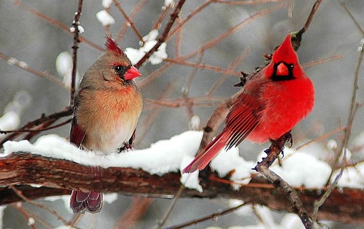 [37+] Cardinals in Winter Desktop Wallpapers | WallpaperSafari