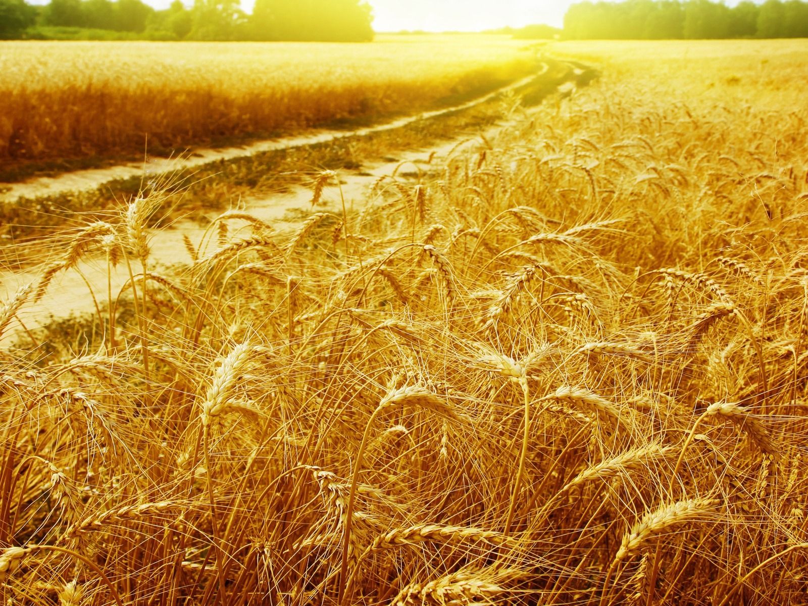 Wheat Field Picture Wallpaper