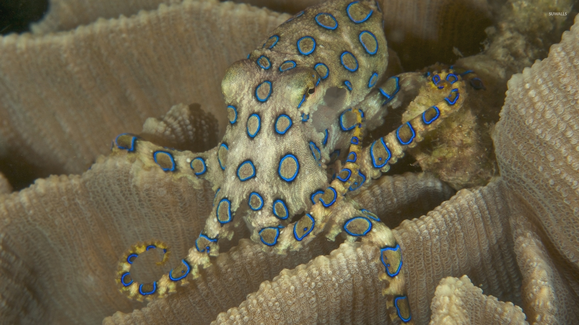 Blue Ringed Octopus Wallpaper Animal