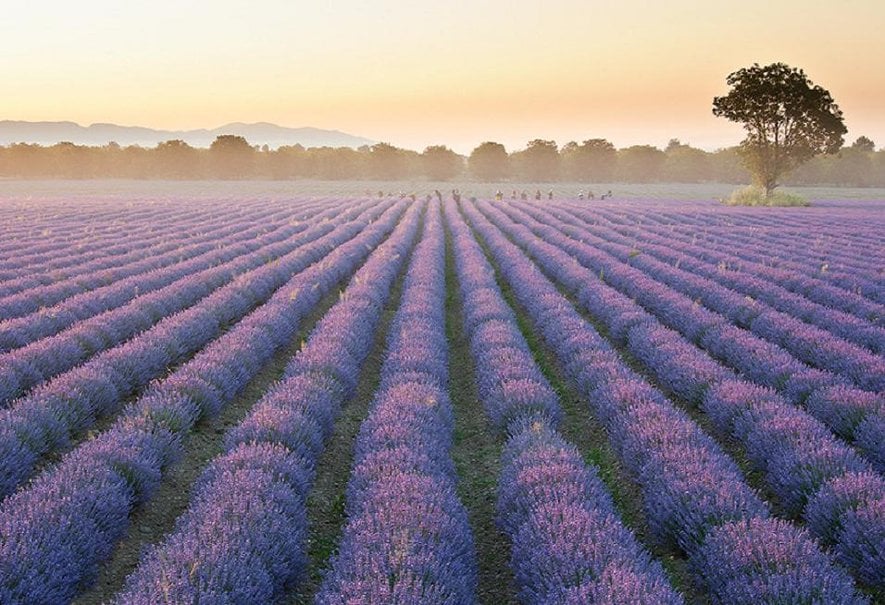lavender fields wallpaper   ForWallpapercom