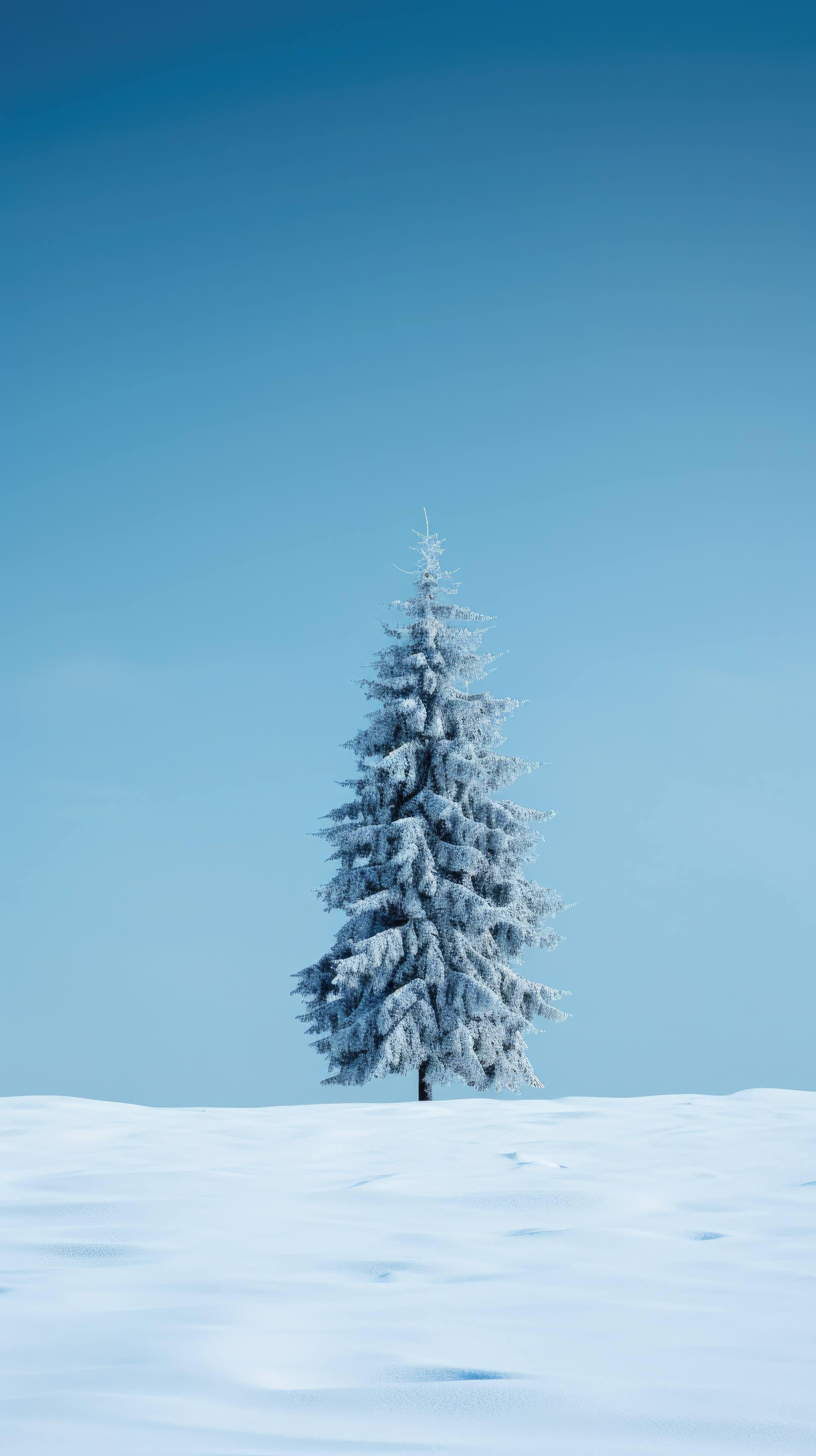 The Outline Of A Snow Covered Fir Tree Stands Prominently On