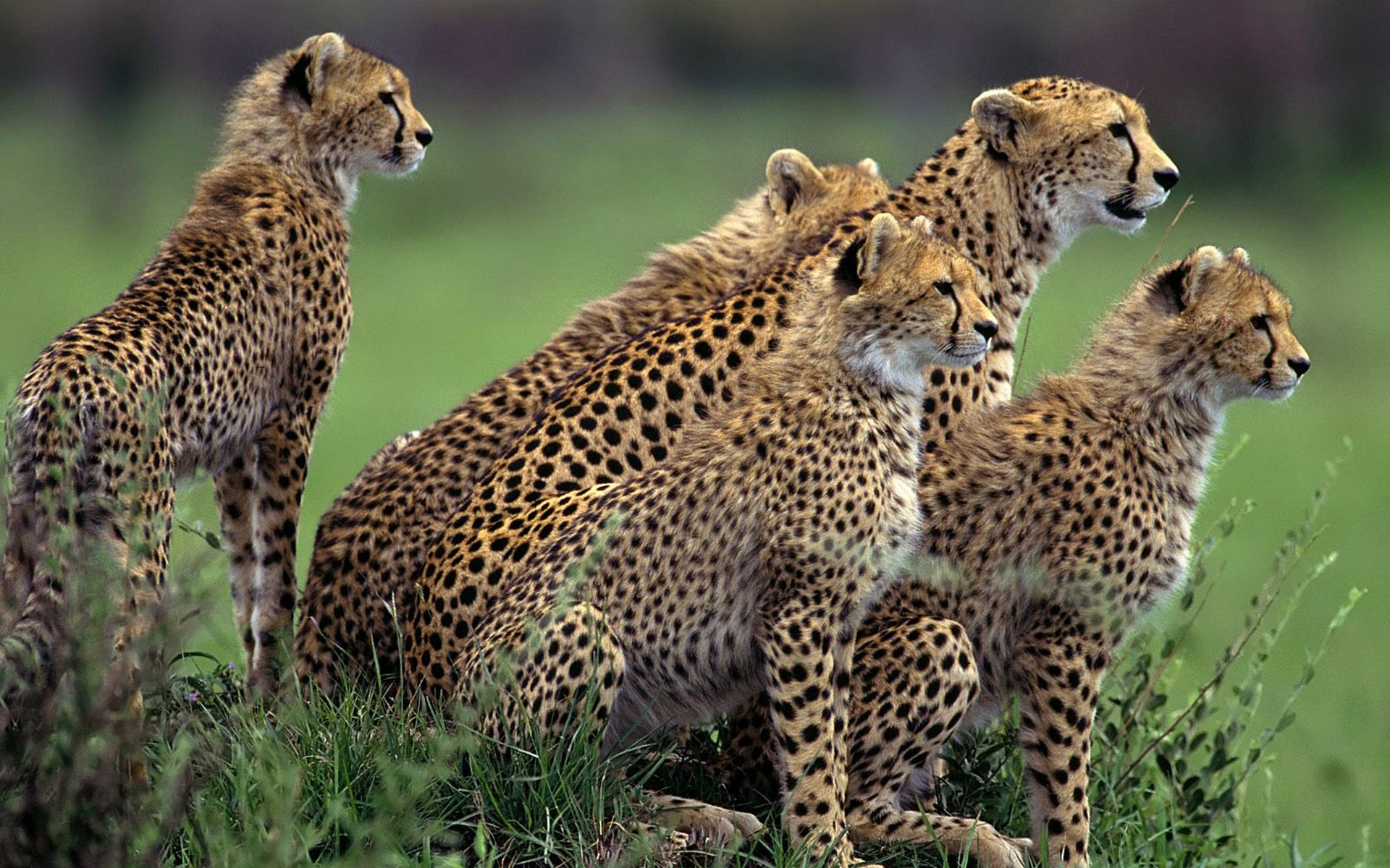 Animals Cheetahs Wild Cats Wallpaper