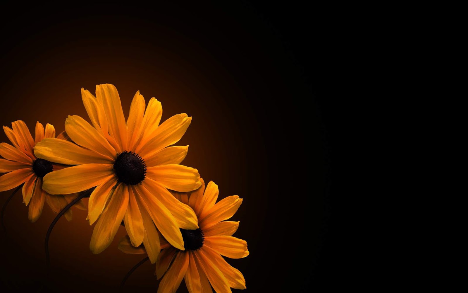 Background HD With Orange Flower On Black Background Wallpaper In
