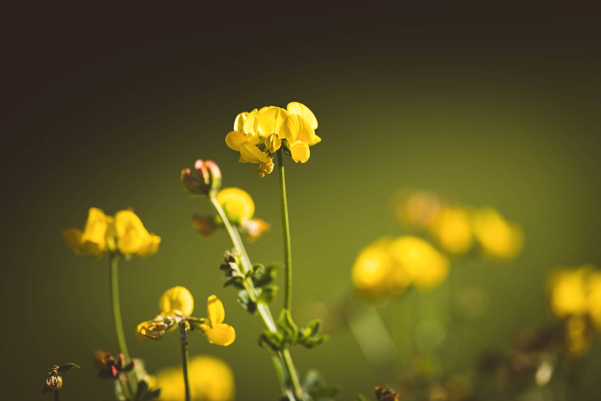 Wild Grown Fenugreek Plants Wallpaper