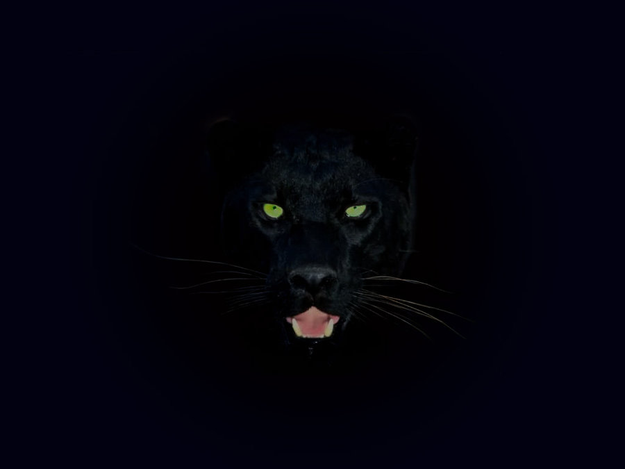 [46+] Black Panther Blue Eyes Wallpaper - WallpaperSafari
