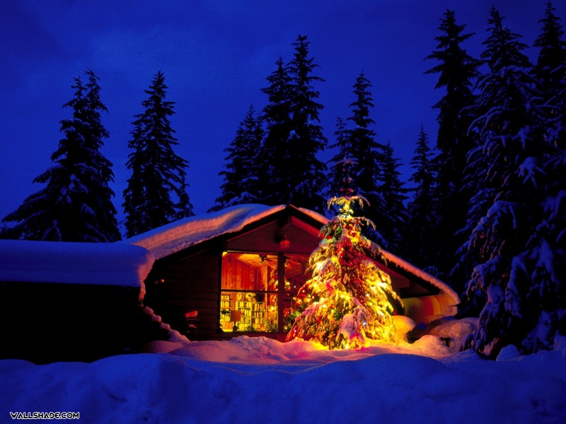 Christmas Tree In Snow Desktop Wallpaper800600