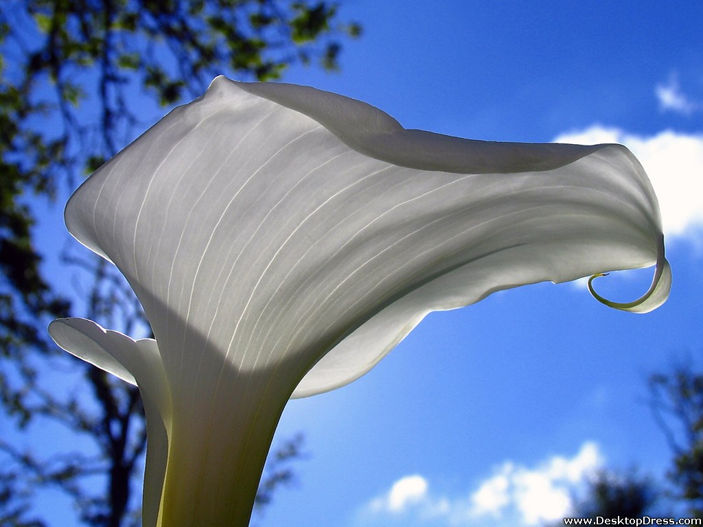 Wallpaper Flowers Gardens Background Calla Lily Sky