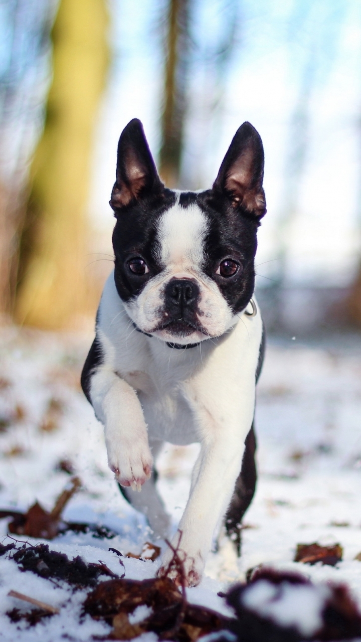 [99+] French Bulldogs Wallpapers | WallpaperSafari.com