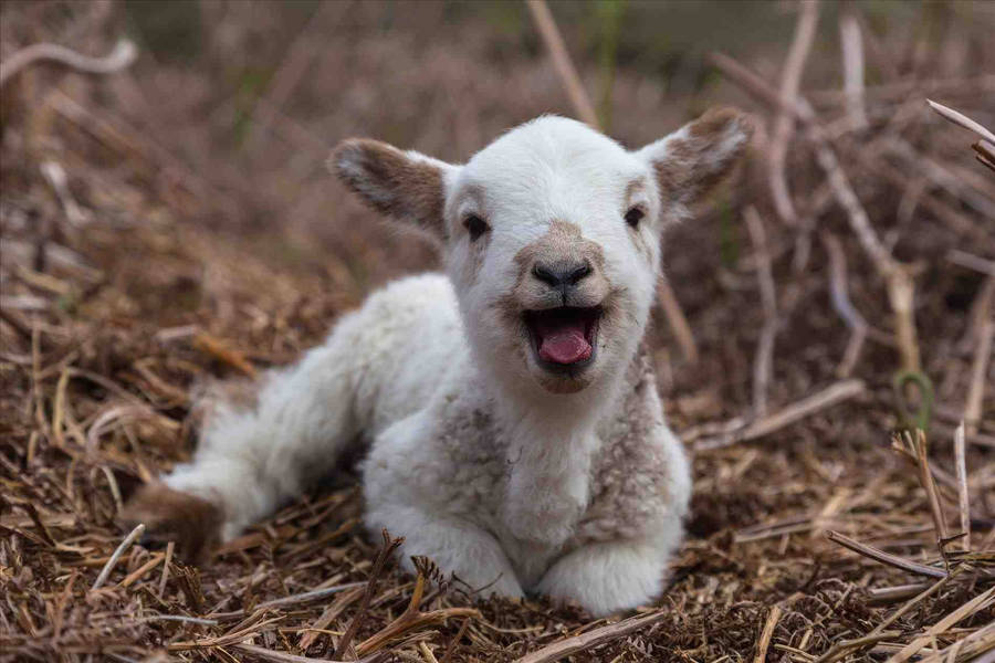 Lamb A5x0a3dsxf6rksks Wallpaper