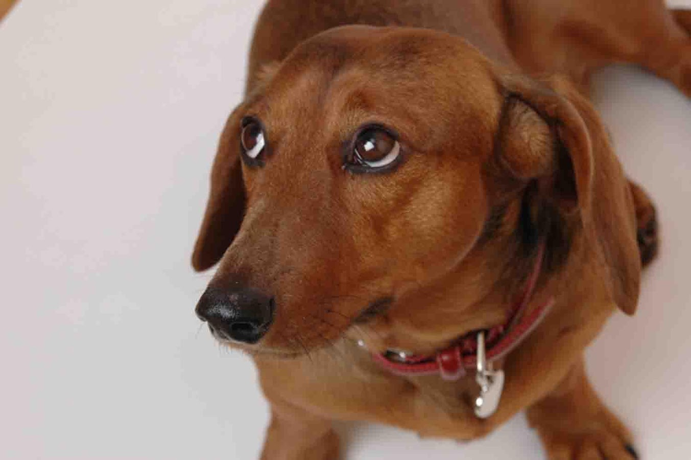 Weiner Dog Wallpaper Android Apps On Google Play