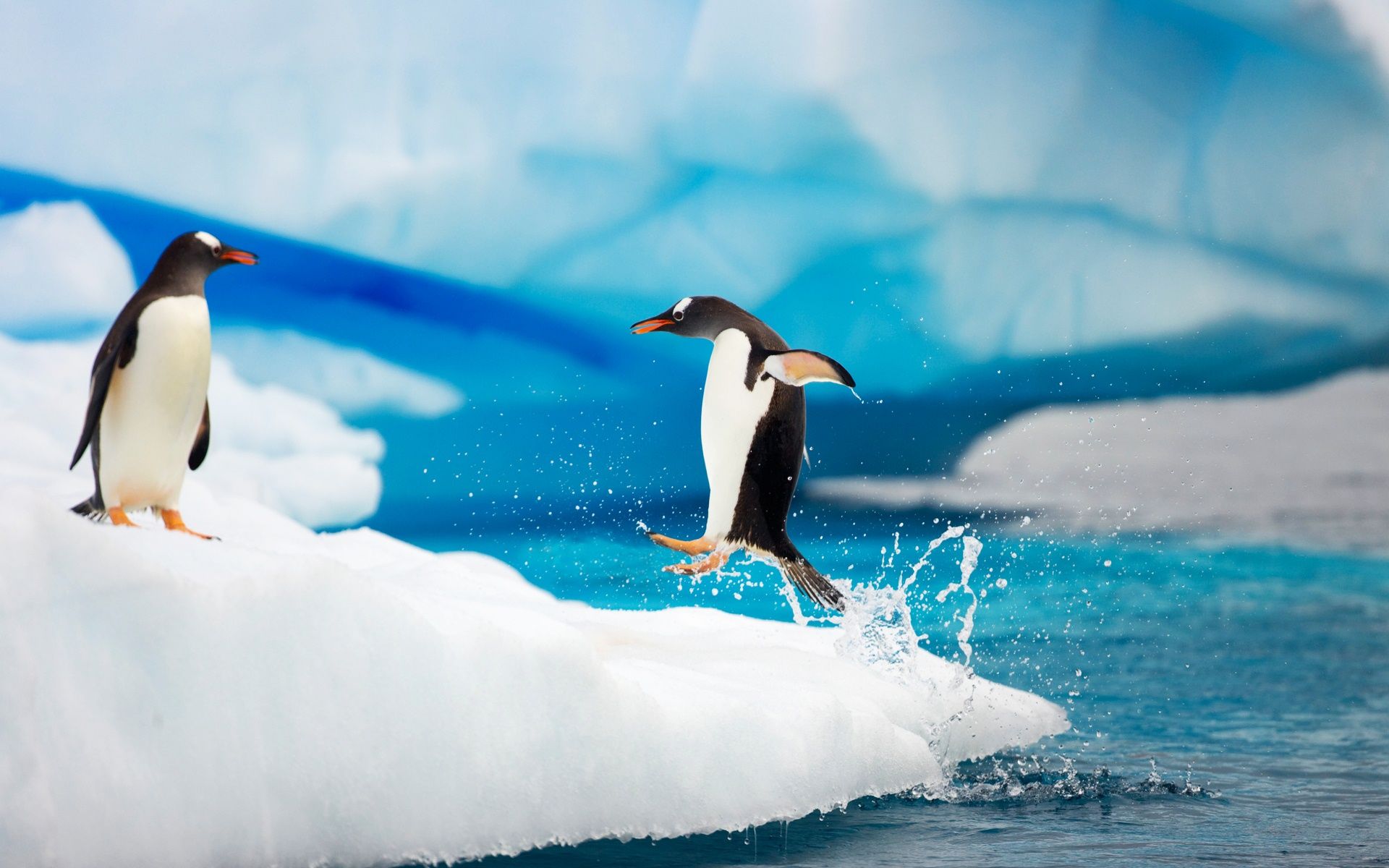 Antartica Penguins Penguin Pictures Wallpaper Gentoo