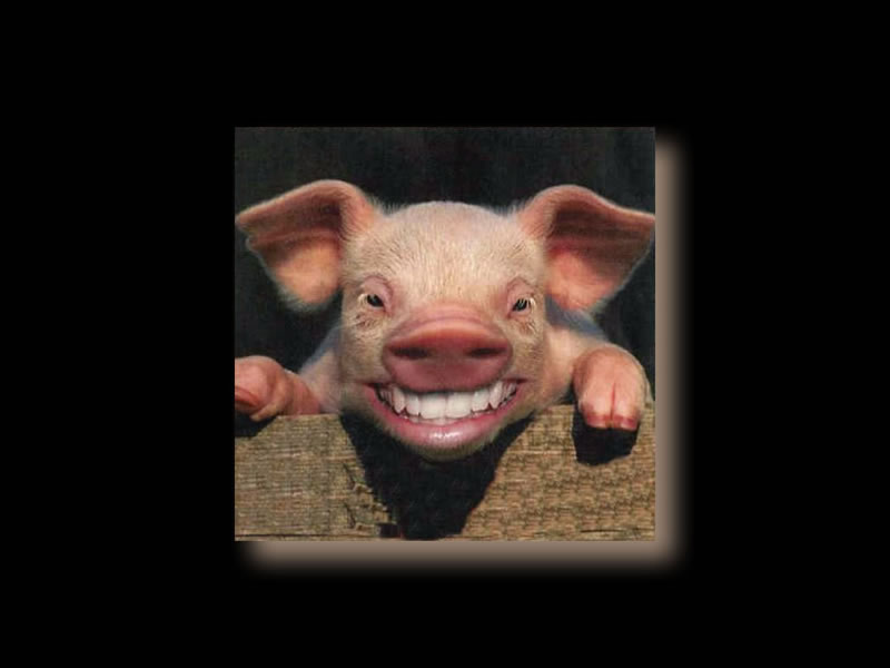 Pig Screensavers